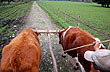 Rural Tourism in the Mavidahue Ranch