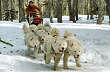 A Dog�s Life