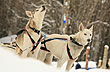 The Valley of Wolves in the winter