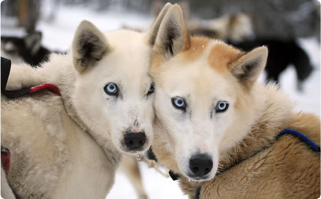 Visit to the valley of Wolves in Ushuaia
