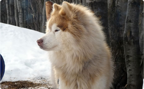 Visita al Valle de los Lobos en Ushuaia