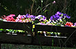The Natural World of Plant Nurseries