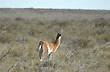 Guanacos - Foto: Jorge Gonz�lez