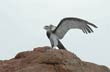 Monumento al �guila - Photo: Jorge Gonz�lez