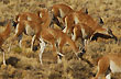 Guanacos - Photo: Jorge Gonz�lez