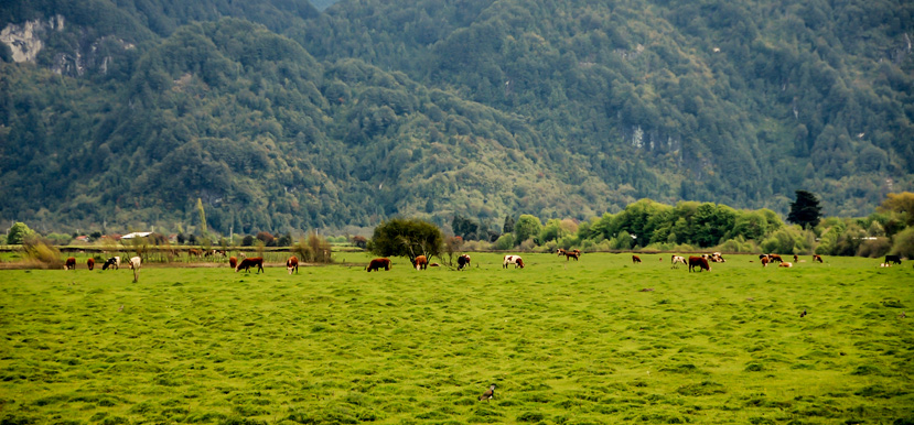 Verde campo chileno - Puerto Aysn