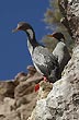 Cormor�n gris - Photo: Palmiro Bedeschi