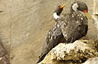 Cormor�n gris - Photo: Palmiro Bedeschi