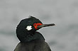 Petrel - Photo: Jorge Gonz�lez