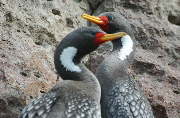 Pareja de cormoranes - Puerto Deseado