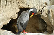 Nido del cormor�n - Photo: Jorge Gonz�lez