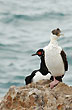 Avifauna de Cabo Blanco - Photo: Jorge Gonz�lez