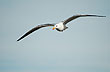 Gaviota cocinera - Photo: Jorge Gonz�lez