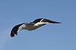 Vuelo sin destino - Photo: Palmiro Bedeschi