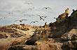 Isla de los lobos - Photo: Jorge Gonz�lez