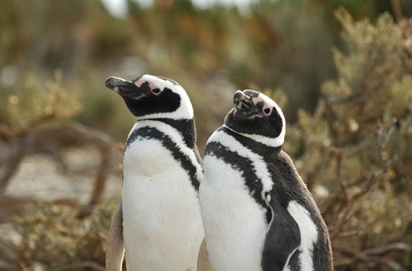 Pinginos Magallanicos - Puerto Deseado