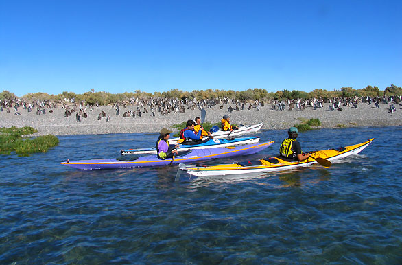 Avistaje en kayaks - Puerto Deseado