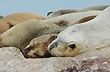 Lobos marinos al sol - Photo: Jorge Gonz�lez