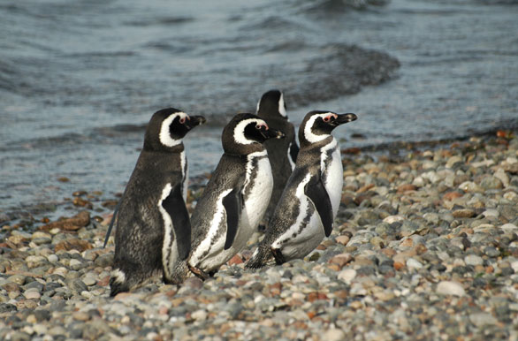 Pinginos en la ra - Puerto Deseado