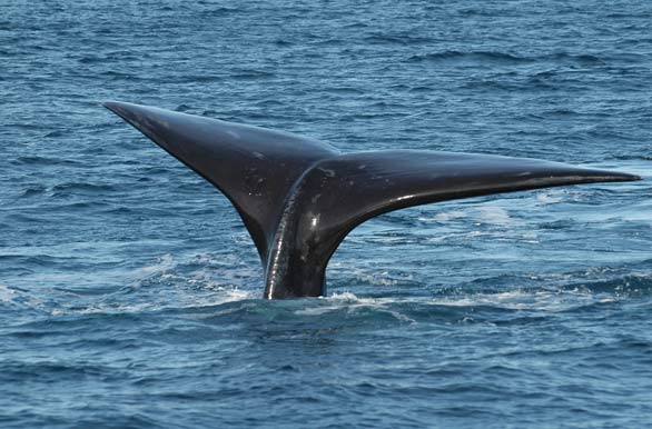 Whale tail - Puerto Madryn