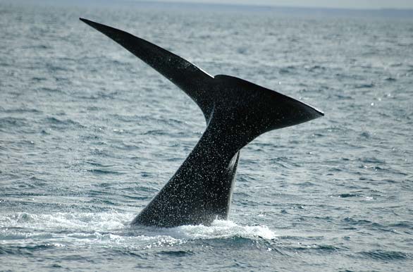 Avistaje de ballena - Puerto Madryn
