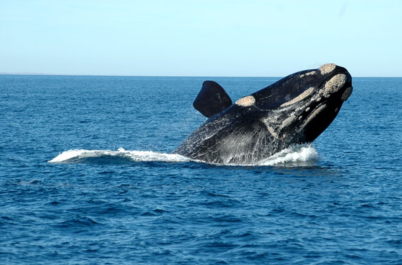 Whale - Puerto Madryn