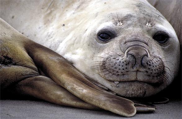 Elephant seal (female) in Punta Delgada, Pennsula de Valds - Puerto Madryn