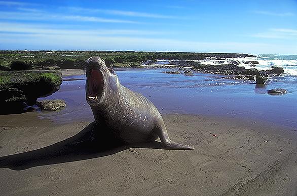 Hembra elefante marino - Puerto Madryn