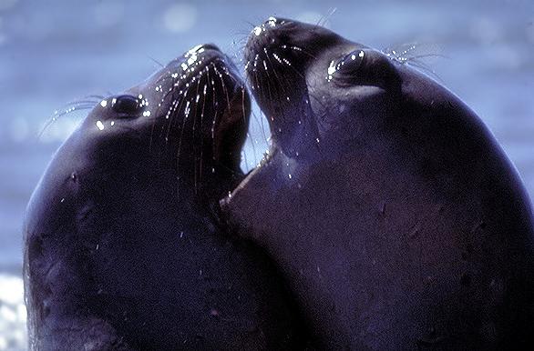 Lobos marinos - Puerto Madryn