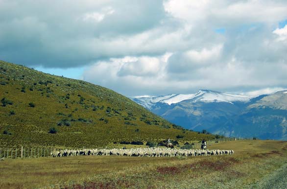 Futura produccin lanar - Puerto Natales