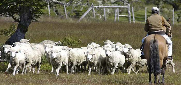 Produccin lanar - Puerto Natales