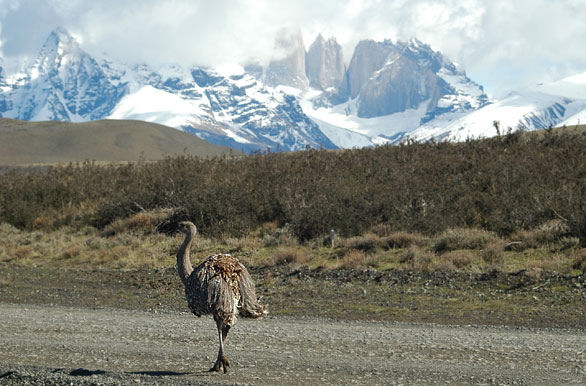 Fauna autctona - Puerto Natales