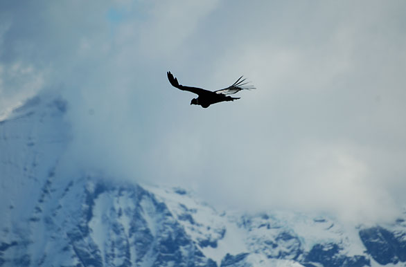 El Condor sobre las torres - Puerto Natales