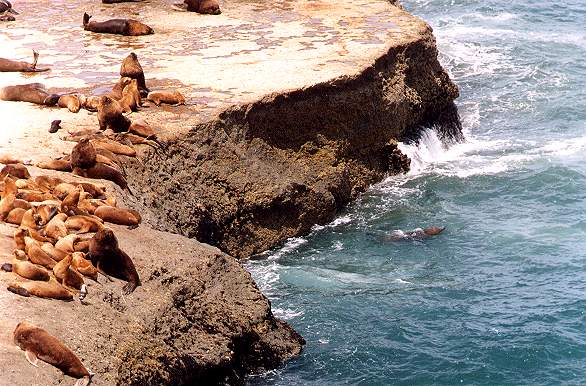Elephant seals colony - Puerto Pirmides