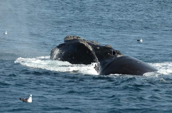 Avistaje de ballenas - Puerto Pirmides