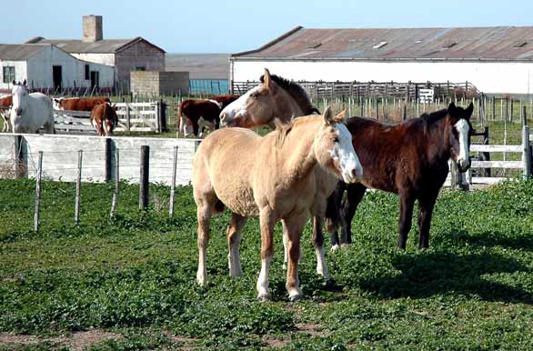 Equinos al sol - Puerto Pirmides