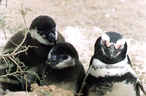 Penguins - Puerto Pirmides