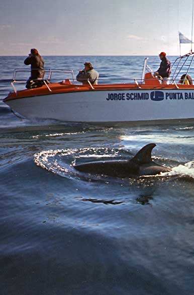 Buscando orcas - Puerto Pirmides