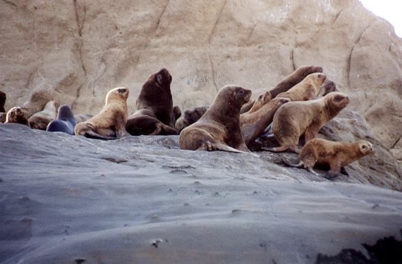 Lobos marinos de un pelo al pie del Cerro Len - Puerto Santa Cruz