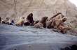Lobos marinos de un pelo al pie del Cerro León - Photo: Centro de Información Turística de la Provincia de Santa Cruz Lobos marinos de un pelo al pie del Cerro León - Photo: Centro de Información Turística de la Provincia de Santa Cruz