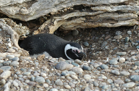 Pinginos en Punta Entrada - Puerto Santa Cruz