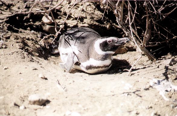 Ping�inos en Punta Entrada - Puerto Santa Cruz, 