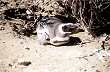 Pingüinos en Punta Entrada - Foto: Centro de Información Turística de la Provincia de Santa Cruz Pingüinos en Punta Entrada - Foto: Centro de Información Turística de la Provincia de Santa Cruz