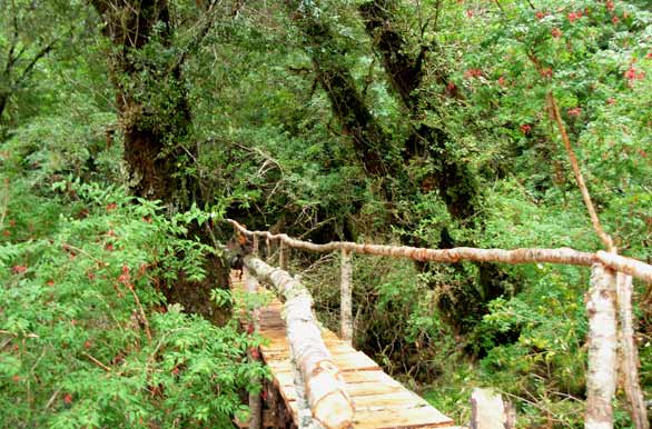 Entre tepa, tep y coige, Parque Nacional Queulat - Puyuhuapi