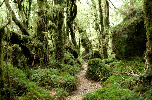 Inexplorado y virgen, Parque Nacional Queulat - Puyuhuapi
