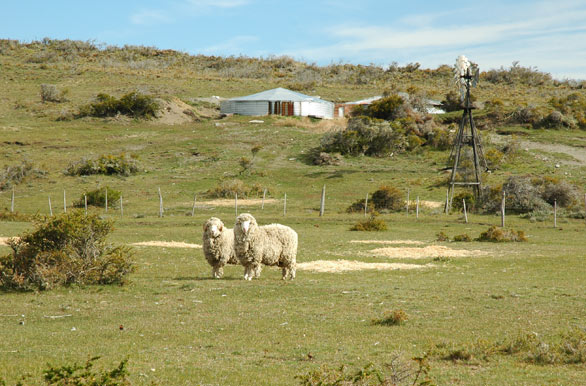 Hacienda lanar - Ro Gallegos