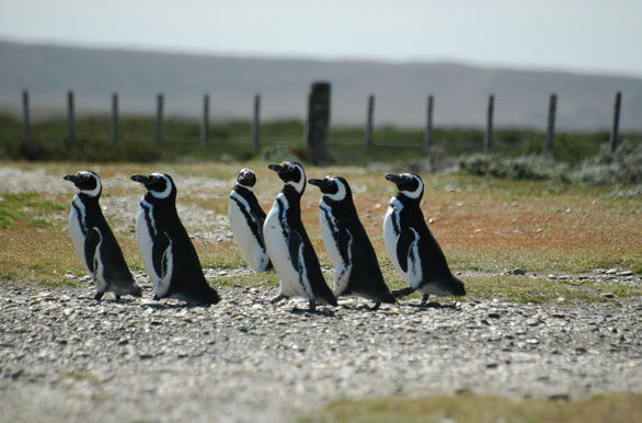 Pinginera Pinginera Cabo Vrgenes - Ro Gallegos