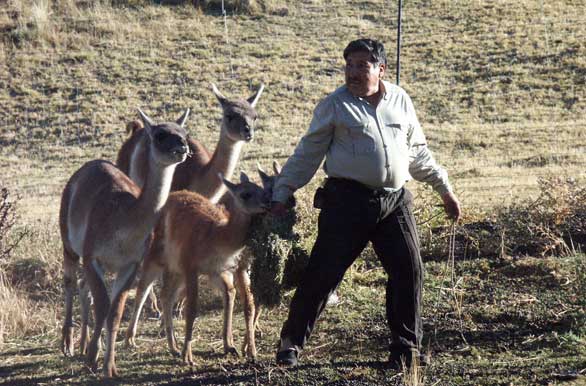 <i>Don</i> Millafilo and its <i>guanacos</i> - R�o Mayo, 