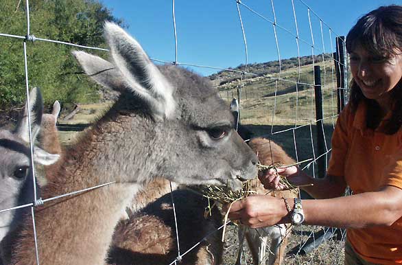 Lunchtime - R�o Mayo, 