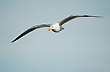Vuelo en la dinamica del acantilado - Foto: Jorge Gonz�lez